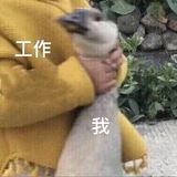 GIF🦋贴纸包