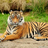 [王爷]地推小群