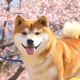 大M【抖音、pc上号】