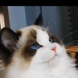 菲律宾 精品宠物现货