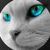 微信,爆粉,接粉。【天猫科技】