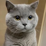 伍迪集团大发利市,代理/彩票/体育/招商/棋牌