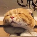 🍉信息查询🍉