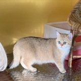 Mary 家的猫和犬