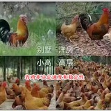 V2ray免费节点分享