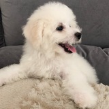 狗币,shib,矿机交流群