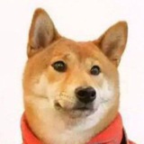 大狗一手数据/找客服