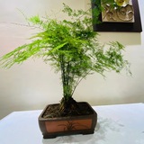 花卉绿植-华仁堂