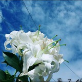 灵魂 soul 陌陌出货频道
