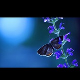资金盘搭建🦋搭建彩票🦋蝴蝶软件🦋搭建交易所🦋搭建平台🦋搭建微盘🦋搭建棋牌