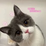初遇JP/US🐠Cvv欢迎咨询