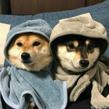 格鲁吉亚狗推交流群