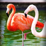 身份证【一手】