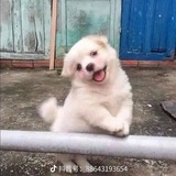 汪汪养号团
