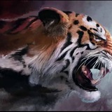 Tiger 哈希娱乐竞猜平台搭建