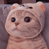 关于猫云倒闭大吉后被光头救活(捡漏)的这件事后的异世界新生活