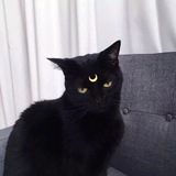 【黑猫】微信✨钉钉✨快手✨抖音✨各业务对接群