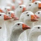 豆瓣鹅组