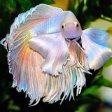 宠物 仓鼠 荷兰猪 斗鱼 观赏鱼 多肉