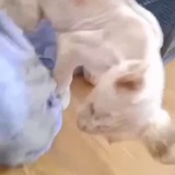 东南亚名贵野生药材 一手货源