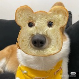 怡保 收号群