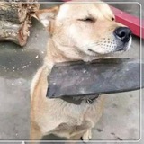 土狗必死TGBS项目群