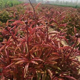 易播evpad电视盒子成人电影直播