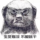 平头哥cvv欧 美 亚🐟料 库料交易群