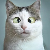 Miao Project