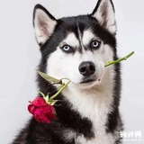 【二狗🐶】微推名片350-400