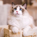 流量卡（支持到付）