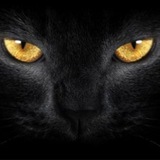 黑猫【抖音上号】