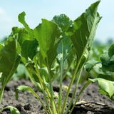 菲律宾[狗推]交流